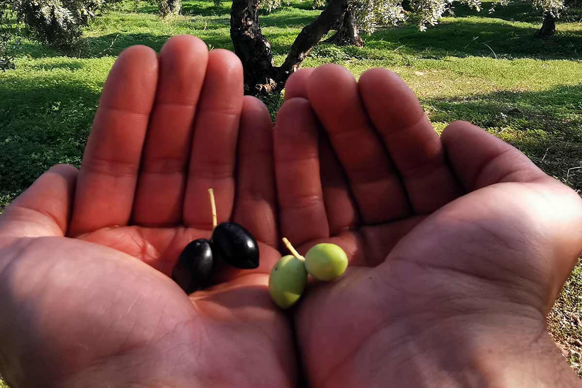 Quelle est la différence entre une olive verte et noire — free download
